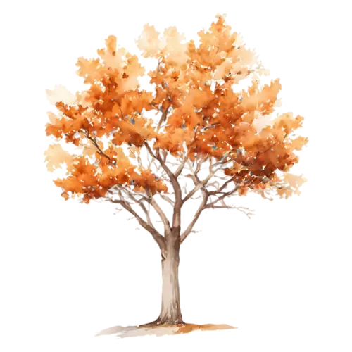 Oak Tree broad and mighty with russet-brown foliage, a broad, watercolor painting, transparent background