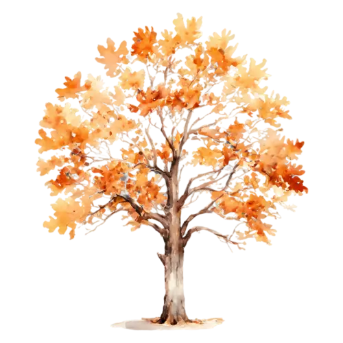 Oak Tree with a wide gnarled canopy of amber leaves, a broad, watercolor painting, transparent background