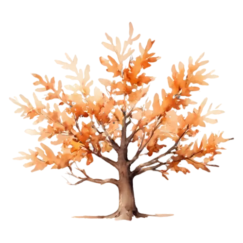 Oak Tree tall with deep bronze and copper leaves, a broad, watercolor painting, transparent background