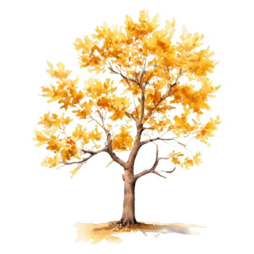 Oak Tree young oak with golden-yellow turning leaves, a broad, watercolor painting, transparent background