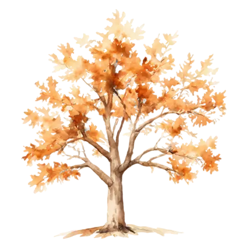 Oak Tree with sturdy spreading branches and tan-brown leaves, a broad, watercolor painting, transparent background