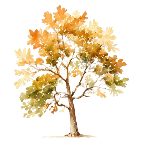 Oak Tree showing mixed green and golden-brown foliage, a broad, watercolor painting, transparent background
