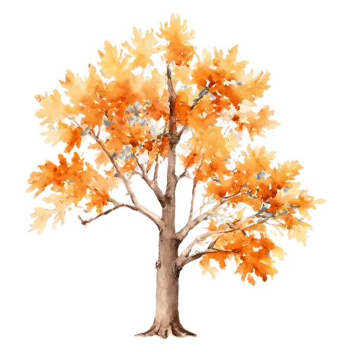 Oak Tree with a rounded canopy of warm chestnut leaves, a broad, watercolor painting, transparent background