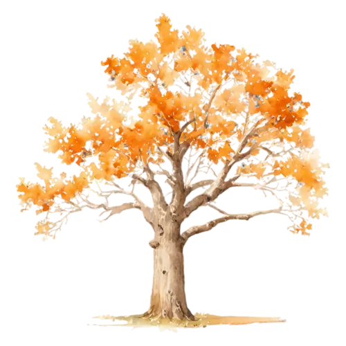Oak Tree weathered old oak with rich amber foliage, a broad, watercolor painting, transparent background