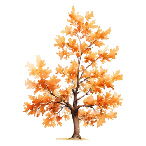 Oak Tree with burnished orange-brown leaves and a thick trunk, a broad, watercolor painting, transparent background