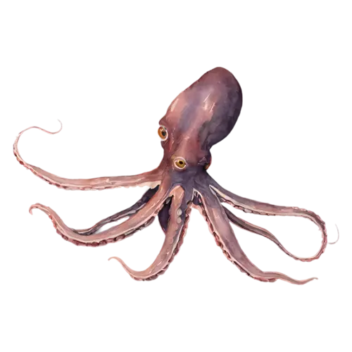 Octopus with tentacles trailing downward, a rounded mantle and eight curling tentacles in soft coral, watercolor painting, transparent background