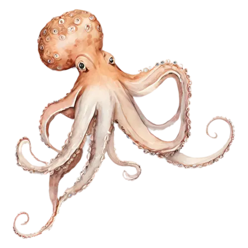 Octopus swimming gently upward, a rounded mantle and eight curling tentacles in soft coral, watercolor painting, transparent background