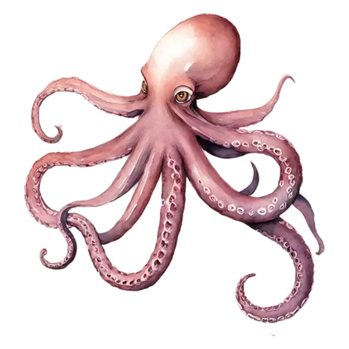 Octopus curled into a rounded shape, a rounded mantle and eight curling tentacles in soft coral, watercolor painting, transparent background