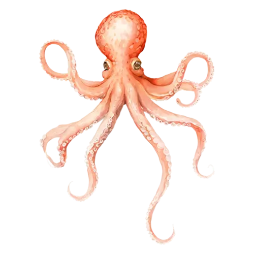 Octopus with tentacles spread symmetrically, a rounded mantle and eight curling tentacles in soft coral, watercolor painting, transparent background