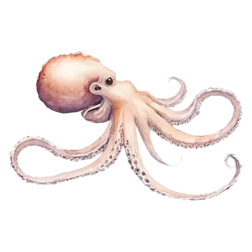 Octopus in a graceful floating pose, a rounded mantle and eight curling tentacles in soft coral, watercolor painting, transparent background