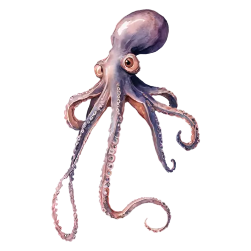 Octopus with tentacles fanned out, a rounded mantle and eight curling tentacles in soft coral, watercolor painting, transparent background