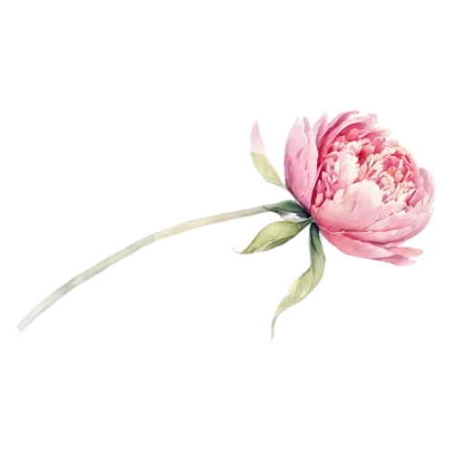 Peony watercolor clipart