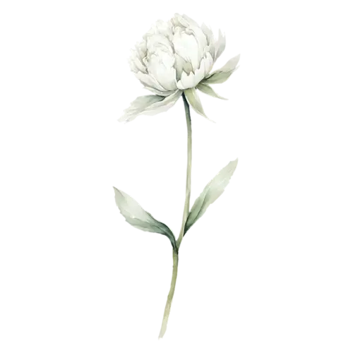 Peony white bloom with soft ruffled petals, lush, watercolor painting, transparent background