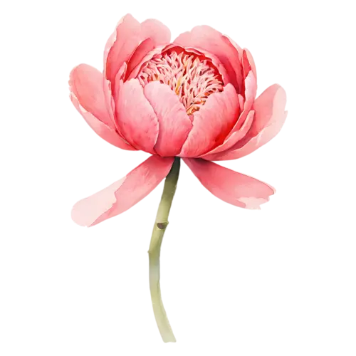 Peony coral bloom opening from the center, lush, watercolor painting, transparent background