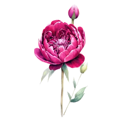 Peony deep magenta bloom in full flower, lush, watercolor painting, transparent background