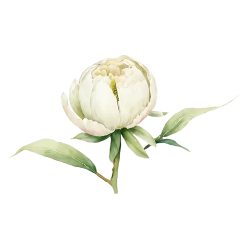 Peony pale pink bloom viewed slightly from above, lush, watercolor painting, transparent background