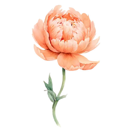 Peony blush bloom with one closed bud, lush, watercolor painting, transparent background