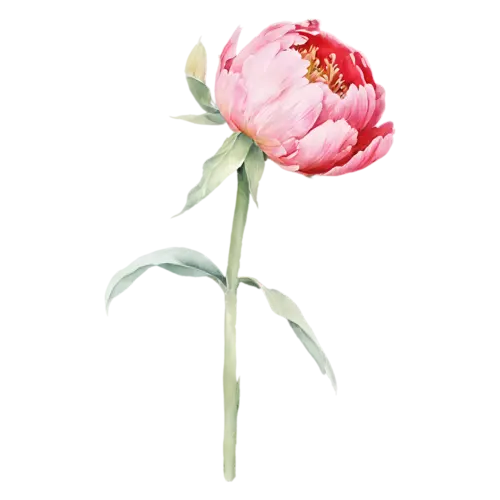 Peony soft peach bloom with layered petals, lush, watercolor painting, transparent background