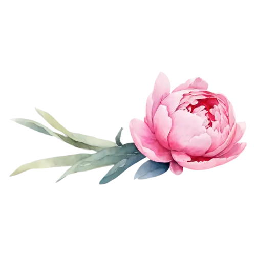 Peony single bud just beginning to open, lush, watercolor painting, transparent background