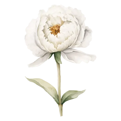 Peony two-tone pink bloom with full petals, lush, watercolor painting, transparent background