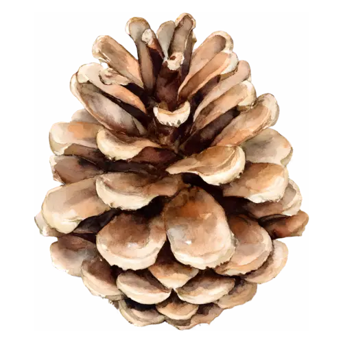 Pine Cone standing upright with open brown scales, layered woody scales, watercolor painting, transparent background