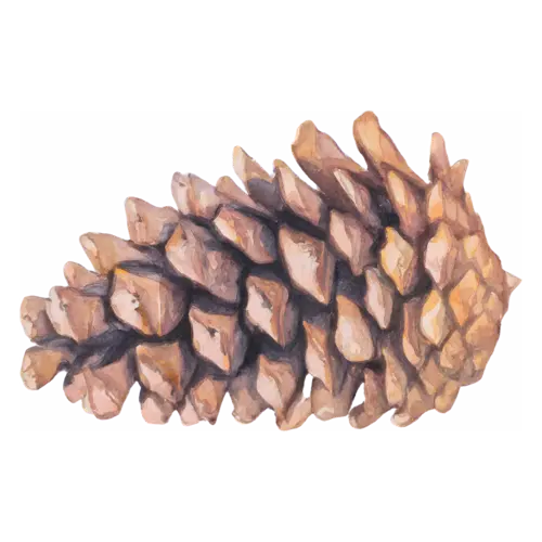 Pine Cone lying on its side with open scales, layered woody scales, watercolor painting, transparent background