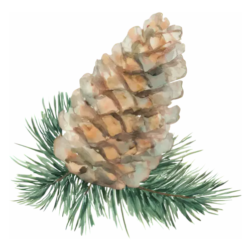 Pine Cone on a short evergreen sprig with green needles, layered woody scales, watercolor painting, transparent background