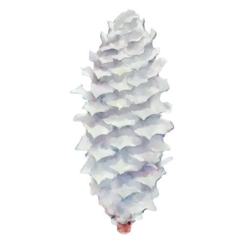 Pine Cone painted frosty white, long and slender, layered woody scales, watercolor painting, transparent background