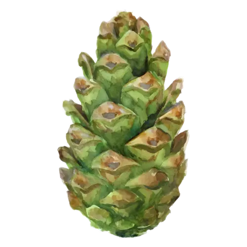 Pine Cone young and closed, in green and brown, layered woody scales, watercolor painting, transparent background