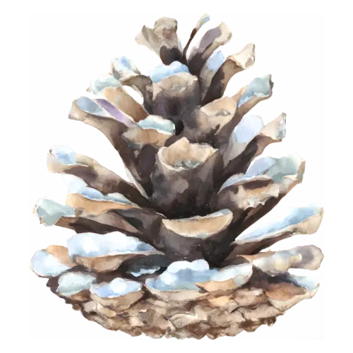Pine Cone with snow on the tips of its scales, layered woody scales, watercolor painting, transparent background