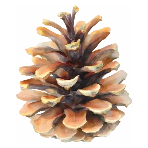 Pine Cone from a sugar pine, large with wide scales, layered woody scales, watercolor painting, transparent background