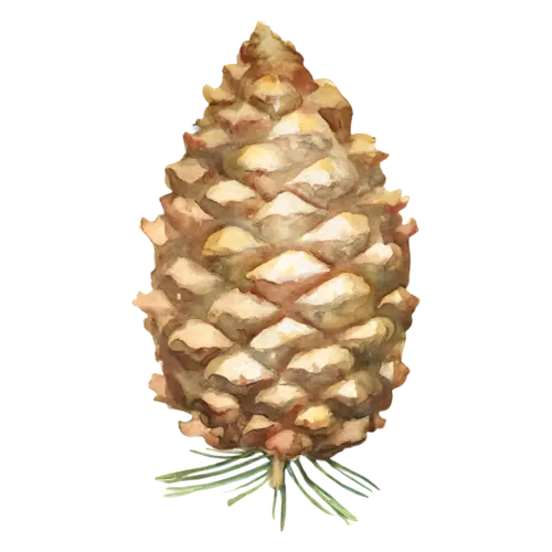 Pine Cone with a small tuft of pine needles at its base, layered woody scales, watercolor painting, transparent background