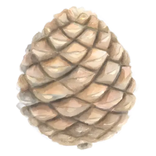 Pine Cone from a stone pine, round and compact, layered woody scales, watercolor painting, transparent background