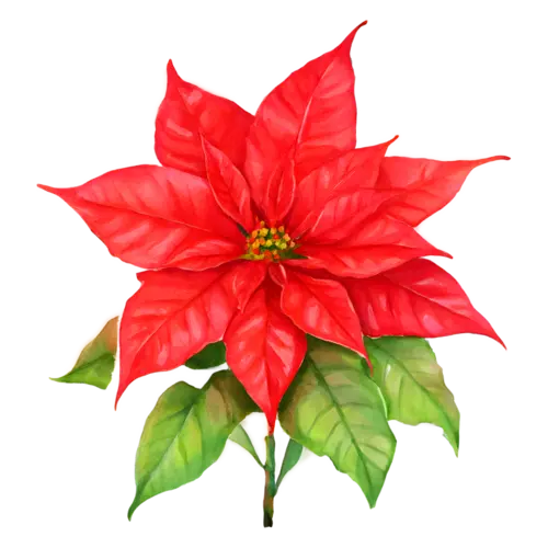 Poinsettia classic red variety with bright red bracts and green leaves, star-shaped bracts around golden flower clusters, watercolor painting, transparent background