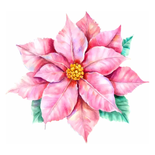 Poinsettia pink variety in full bloom viewed from above with a golden center, star-shaped bracts around golden flower clusters, watercolor painting, transparent background