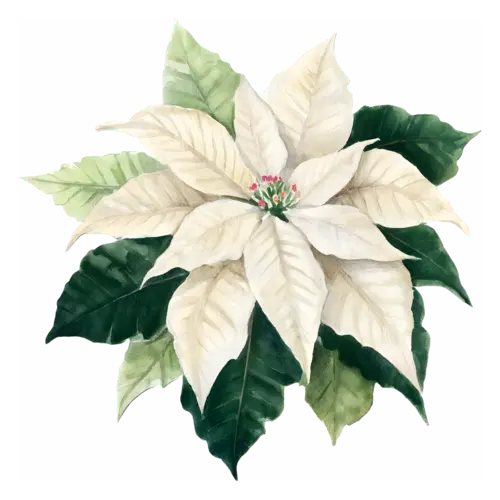 Poinsettia white variety with creamy bracts and dark green leaves, star-shaped bracts around golden flower clusters, watercolor painting, transparent background