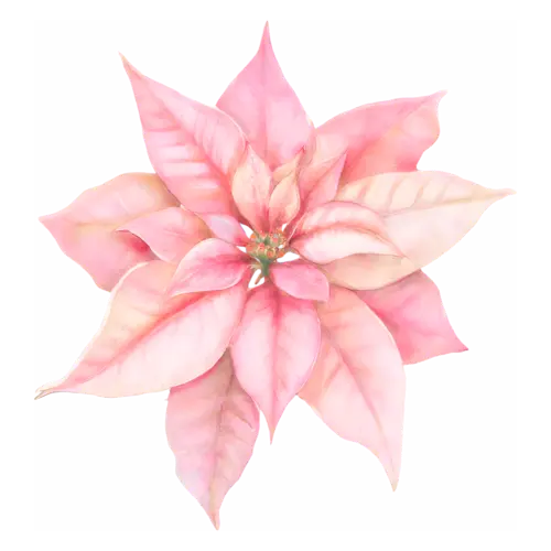 Poinsettia pink variety with soft blush bracts, star-shaped bracts around golden flower clusters, watercolor painting, transparent background