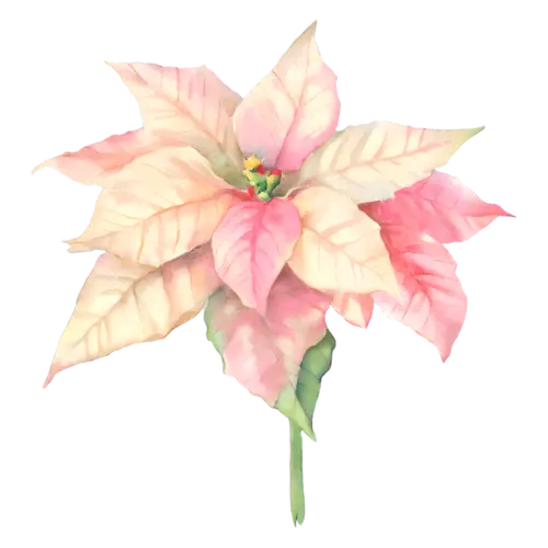 Poinsettia marbled variety with cream-and-pink bracts, star-shaped bracts around golden flower clusters, watercolor painting, transparent background