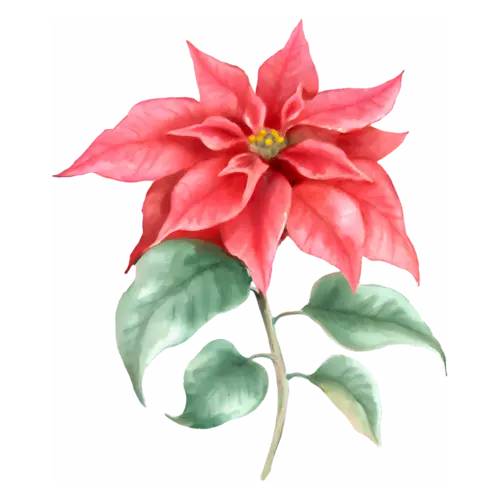 Poinsettia red bloom on a stem with green leaves, star-shaped bracts around golden flower clusters, watercolor painting, transparent background