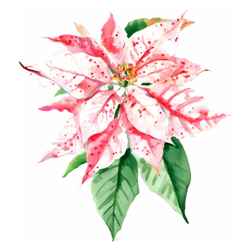 Poinsettia speckled red-and-white variety with green leaves, star-shaped bracts around golden flower clusters, watercolor painting, transparent background