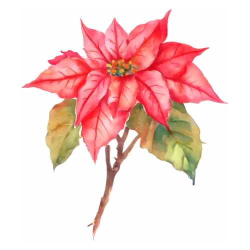 Poinsettia red bloom on a woody brown stem with two leaves, star-shaped bracts around golden flower clusters, watercolor painting, transparent background