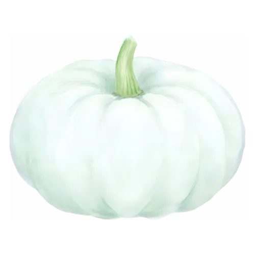 Pumpkin white ghost variety with a pale green stem, ribbed classic and heirloom pumpkins, watercolor painting, transparent background