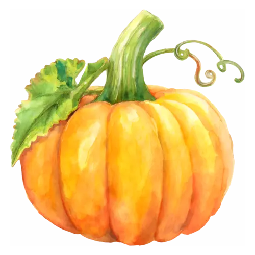 Pumpkin small sugar pie variety with a vine leaf and a curling tendril, ribbed classic and heirloom pumpkins, watercolor painting, transparent background