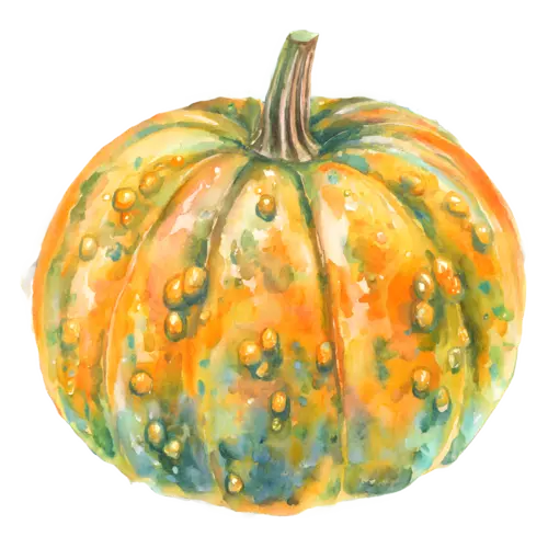 Pumpkin warty heirloom variety in mottled orange and green, ribbed classic and heirloom pumpkins, watercolor painting, transparent background
