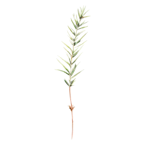 Rosemary single upright stem with dense needle leaves, slender woody stems lined with fine needle-like deep-green leaves, watercolor painting, transparent background
