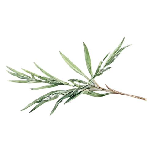 Rosemary gently curving sprig with fine needles, slender woody stems lined with fine needle-like deep-green leaves, watercolor painting, transparent background