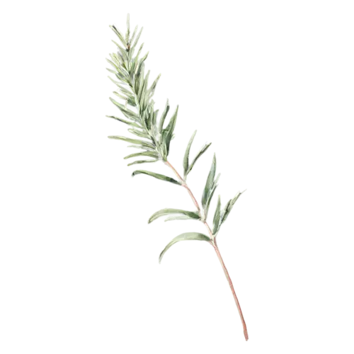 Rosemary short bushy sprig with full foliage, slender woody stems lined with fine needle-like deep-green leaves, watercolor painting, transparent background