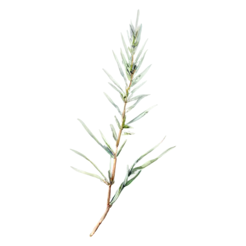 Rosemary long slender stem with sparse needles, slender woody stems lined with fine needle-like deep-green leaves, watercolor painting, transparent background