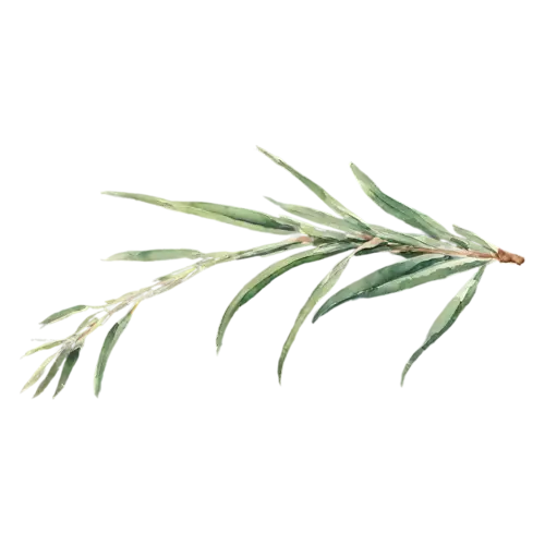 Rosemary sprig with small pale-blue flowers, slender woody stems lined with fine needle-like deep-green leaves, watercolor painting, transparent background