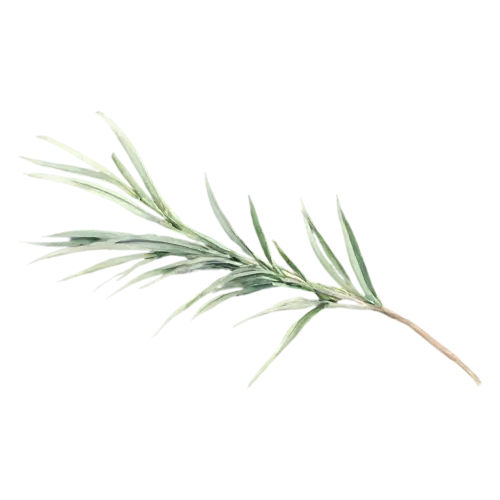 Rosemary arching sprig curving to one side, slender woody stems lined with fine needle-like deep-green leaves, watercolor painting, transparent background